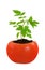 Young tomato plant growing, evolution concept