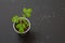 Young tomato plant growing in a plastic can with chemical fertilizer on black background