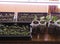 Young tomato plants in boxes on the window under an ultraviolet lamp for rapid growth of sprouts.Preparing for planting in the