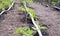 Young tomato plants cultivated in greenhouse