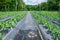 Young tomato plants in the field