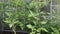 Young tomato plants in a greenhouse made of polycarbonate