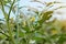 Young tomato plants grown in a greenhouse. Blooming tomatoes. Spring works. Copy space