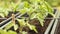 Young tomato plants in planting pods in the garden