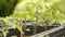 Young tomato plants in planting pods in the garden