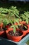 Young tomato plants in pots.