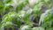 Young tomato plants in pots