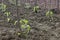 Young tomato plants with wood stakes in the garden