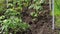 Young tomato seedlings planted in a garden bed inside a greenhouse in a village in spring