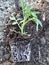 Young tomato seedlings on prepared soil planted, spring preparation of planting vegetables in the garden,concept of healthy food p