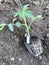 Young tomato seedlings on prepared soil planted, tomato plant where developed roots are seen through which plant feeds, spring pre