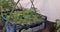 Young tomato seedlings stand in boxes in a greenhouse ready for transplanting. Tomato seedlings with lush green leaves