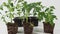 Young tomato seedlings on a white background.