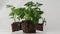 Young tomato seedlings on a white background.