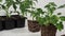 Young tomato seedlings on a white background.