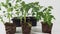 Young tomato seedlings on a white background.