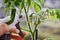 Young tomatoes growing indoors on a windowsill and a caring hand with a spray bottle filled with water