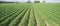 Young tomatoes plantation furrows