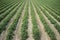 Young tomatoes plantation furrows