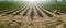 Young tomatoes plantation furrows. Panoramic shot