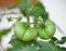 Young tomatoes on the tree