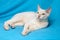 Young tonkinese cat of a fawn mink color lying on the blue cloth background