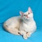 Young tonkinese cat of a fawn mink color lying on the blue cloth background