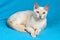 Young tonkinese cat of a fawn mink color lying on the blue cloth background