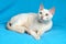 Young tonkinese cat of a fawn mink color lying on the blue cloth background