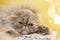 Young tortie persian cat