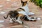 Young tortoieshell calico kitten cat playing with her mother tail