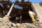 Young tourist boy photographer explore the ruins of ancient abandoned village Gamsutl in Dagestan