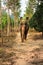 Young tourist man enjoying an eco tourism cruising the tropical jungle of Thailand sitting on an elephant on background green fore