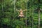 Young tourist woman on the swing in the jungle rainforest of a tropical Bali island