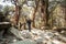 Young traveller trekking on forest trail , Nepal