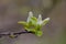 A young tree branch with a green leaf. The awakening of nature, the onset of spring.