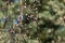 Young tree buds close-up on blurred background