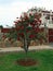 Young tree of Callistemon. Flowers like red brushes. Nice. Spain.