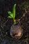 Young tree coconut seedling