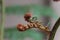 Young tree fern leaf