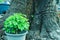 young tree on flower pot back ancient tree background