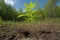 a young tree growing in a newly planted forest