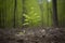 a young tree growing in a newly planted forest