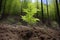 a young tree growing in a newly planted forest