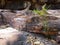 Young tree growing in rocks