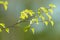 Young tree leaf and bud. New spring foliage appearing on branches. Tree or bush releasing buds. Seasonal forest.