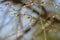 Young tree leaf and bud. New spring foliage appearing on branches. Tree or bush releasing buds. Seasonal forest background.