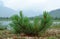 The young tree of Pinus pumila Siberian dwarf pine, Japanese stone pine, or creeping pine on the shore of Jack London Lake