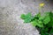 Young tree plant growing through the cracked concrete floor. Plant grow up on cracked stone. reater celandine