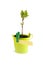 Young tree seedling growing in soil in small bucket with card
